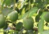 Association Target 3,000 Hectares Of Avocado in 2021