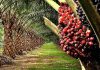 How Nigeria can become global leader in oil palm production…Inyang