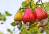 FG to generate over 500,000 jobs through cashew production – Perm Sec.
