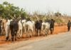 We’re tired of open grazing in Ondo – Miyetti Allah
