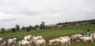(OPINION) Analysis of Grazing Reserves Law -By Dr. Ajibola Basiru