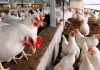 Avian influenza: Delta confirms outbreak of disease, 164,173 birds reported dead