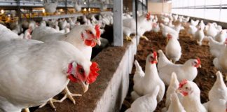 Avian influenza: Delta confirms outbreak of disease, 164,173 birds reported dead