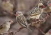 Quelea Birds invade 11 Councils in Jigawa state