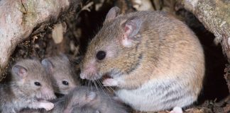 Lassa fever: Nigeria records 144 deaths, 823 cases