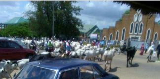 Confusion as 1,000 herd of cattle invade Osun state capital, Osogbo