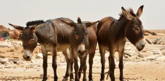 Customs Intercept Donkey Skin Packed in Lagos