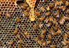 How Bees killed six passengers after road accident