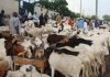 Eid-el-Kabir: Gov Radda rejects 100 rams gift from lobbyist