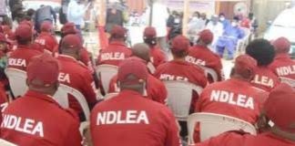 NDLEA destroys 15.7 tonnes of narcotic drugs in Kano