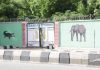 Over 80% animals in Maiduguri zoo killed by flood -zoo official