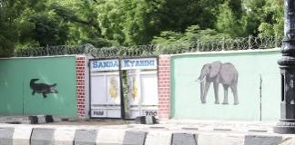 Over 80% animals in Maiduguri zoo killed by flood -zoo official