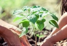 Friday Sermon: The Importance Of Trees Planting In Islam -By Imam Murtadha Gusau