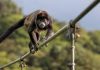 Monkey disrupts power supply in Sri Lanka